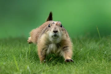 Zelfklevend Fotobehang Prairie dog (Cynomys) is native to the grasslands of North America. © Lauren