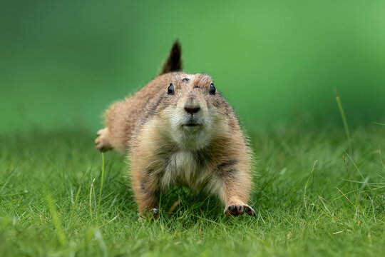 Prairie dog (Cynomys) is native to the grasslands of North America.