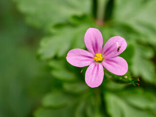 Fototapeta premium Live wildflowers in a natural environment.