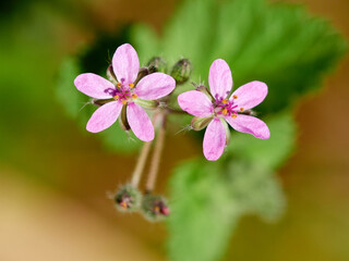 Live wildflowers in a natural environment.