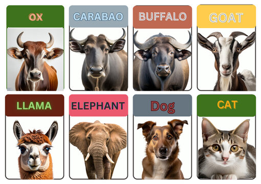 Animals Flash Cards