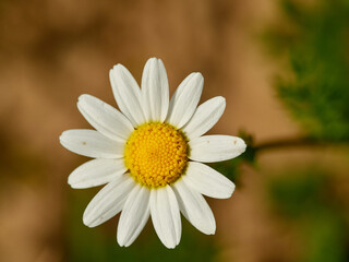 Live wildflowers in a natural environment.