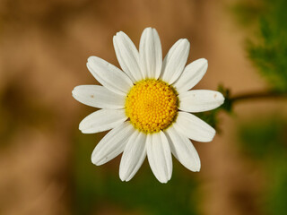 Live wildflowers in a natural environment.
