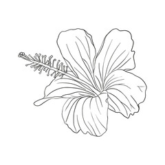 Tropical hibiscus flower. Chinese rose flower. Hand drawn vector line art illustration for logo, card or invite, tea herbs hibiskus tea karkade. Isolated on white background. © Oksana
