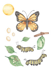 Butterfly Life Cycle Clipart, Watercolor insect Life Cycle Poster, caterpillar, monarch butterfly homeschool card, Learning game, Kids School Educational clip art,  study card, teacher illustration - obrazy, fototapety, plakaty
