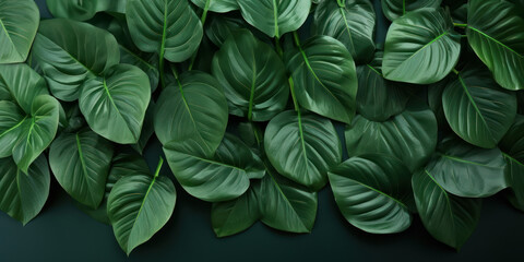Tropical leaves pattern foliage, monstera leaves frame layout, background for summer banner,