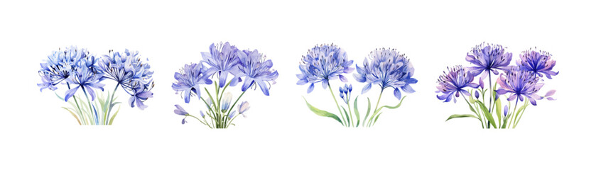 Naklejka na ściany i meble Agapanthus watercolor plant clipart for graphic resource. Vector illustration design.