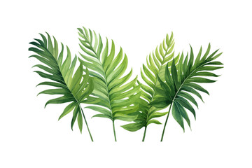 Watercolor fern clipart for graphic resources. Vector illustration design.