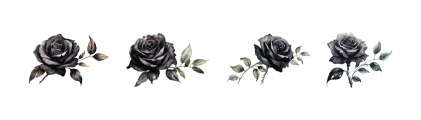 Poster Watercolor black rose clipart for graphic resources. Vector illustration design. © Alex