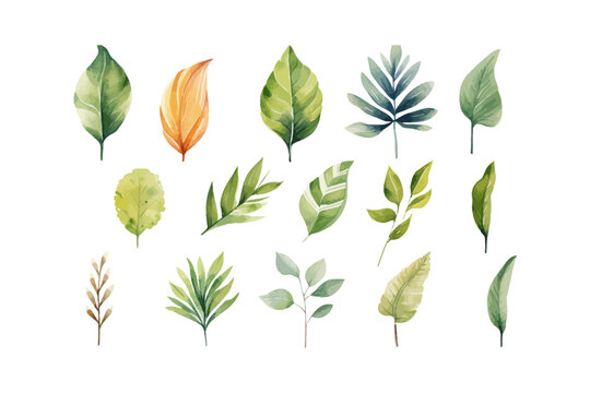 Watercolor leaf clipart for graphic resources. Vector illustration design.