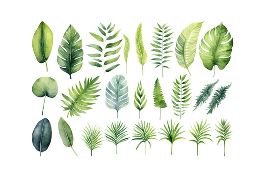 Watercolor tropical green plants set. Vector illustration design.