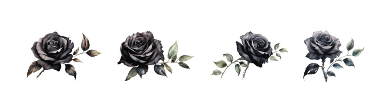 Watercolor black rose clipart for graphic resources. Vector illustration design.