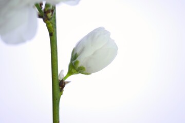 八重咲の白い桃20220408