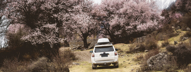 Trip in spring while peach flowers blooming in tibet, China © lzf