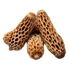 Morels isolated on transparent background
