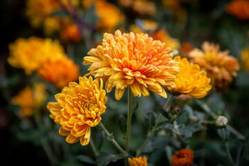 A close up of chrysanthemum flowers in the autumn sunshine, with a shallow depth of field