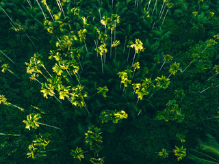 Areca nut trees in tropical forest