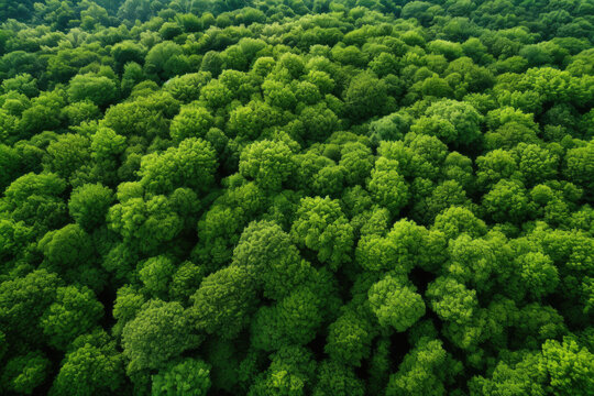 Drone view of a dense forest, illustrating concepts of carbon neutrality and a green environment