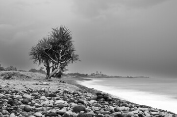 frond de mer