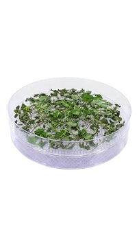Time lapse of drying (dehydrating) Melissa herb (Melissa officinalis) isolated on white background, vertical orientation