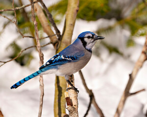 Blue Jay Photo and Image.  Close-up profile side view perched on a branch against a winter backdrops in its environment and habitat surrounding.