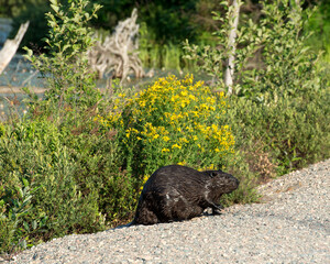 Beaver Photo and Image.  Close-up side view on the side of the pond with yellow flower plants background in its environnment and habitat surrounding.