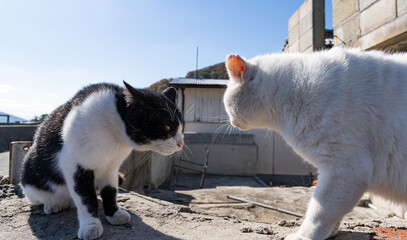 にらみ合う二匹の猫