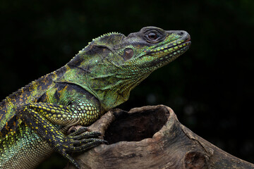 The Hydrosaurus weberi or Sailfin Dragons or Weber's Sailfin Lizards. The species is endemic to Indonesia.