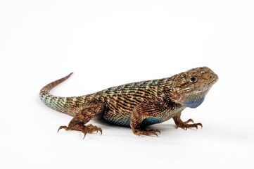 Fototapeta premium Westlicher Stachelleguan // Western fence lizard (Sceloporus occidentalis) - USA