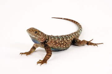 Westlicher Stachelleguan // Western fence lizard (Sceloporus occidentalis) - USA