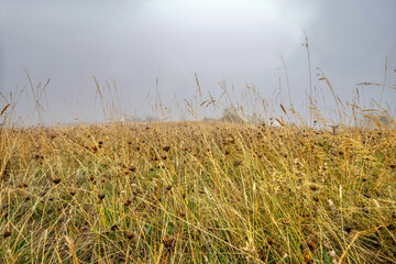 savoie, vanoise,  col de la Madeleine : herbe,brouillard  et arbustes