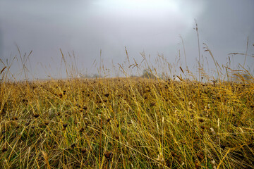 savoie, vanoise,  col de la Madeleine : herbe,brouillard  et arbustes
