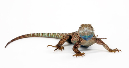 Fototapeta premium Western fence lizard // Westlicher Stachelleguan (Sceloporus occidentalis) - USA