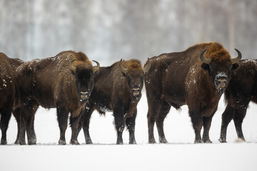 European bison - Bison bonasus in the Knyszyn Forest (Poland)