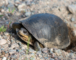 Musk Turtle Stinkpot Photo and Image.  Turtle Picture. Close up digging a hole in the sand to lay eggs in its environment and habitat surrounding.