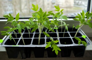 In the apartment on the window there are tomato seedlings in a plastic container, young seedlings with green leaves.  Concept agriculture, seasonal work.