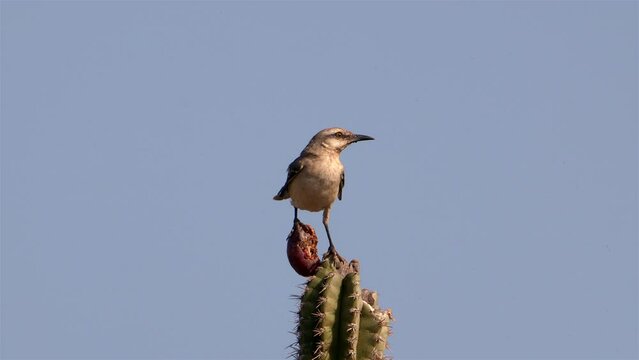 Caribbean Bird Wildlife - Mockingbird  in Super Slow Motion 4K 120fps