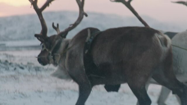 Young wild reindeer running through a herd in a natural snowy arctic environment