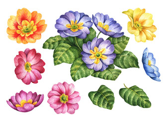 Watercolor primrose set, hand painted floral illustration, spring flowers isolated on a white background.