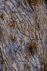 Relief texture of the tree trunk bark