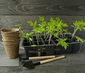 On a wooden table background, tomato seedlings in a plastic container, garden tools, a rake and...