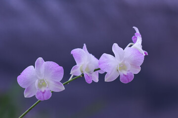 Purple orchid flowers isolated closeup macro