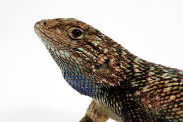Western fence lizard // Westlicher Stachelleguan (Sceloporus occidentalis) - USA
