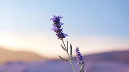 Raamstickers isolated single purple lavender flower against a whole field of lavender against a blue sky © MYKHAILO KUSHEI