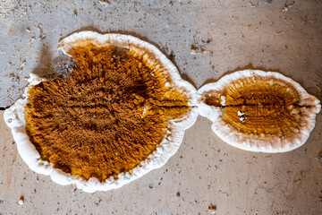 Big home destructive fungus or Serpula lacrymans on the floor of the residential building.