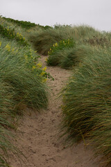 path in the dunes