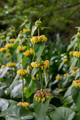 Obraz premium yellow flowers in the garden