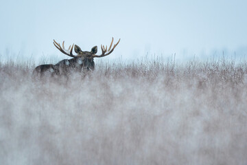 Mammal - bull moose winter (Alces) - obrazy, fototapety, plakaty