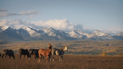 Beautiful steppe autumn landscape with wild horses in the field. A herd of different horses is...