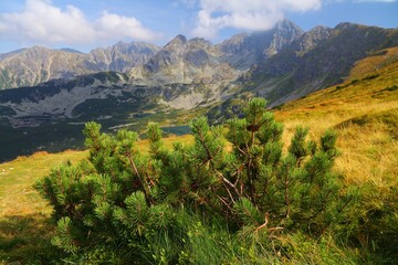 Dwarf mountain pine (Pinus mugo) in Tatry